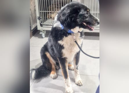 ZEN - der Junge, der sein Glück sucht