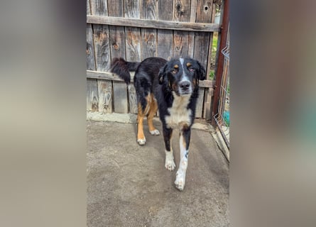 ZEN - der Junge, der sein Glück sucht