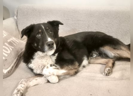 ZEN - der Junge, der sein Glück sucht