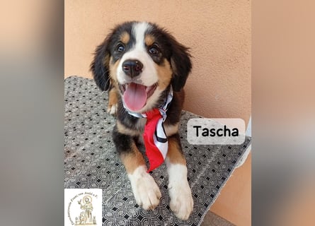 Tascha – heute wäre ein guter Tag, um ein Zuhause zu finden!