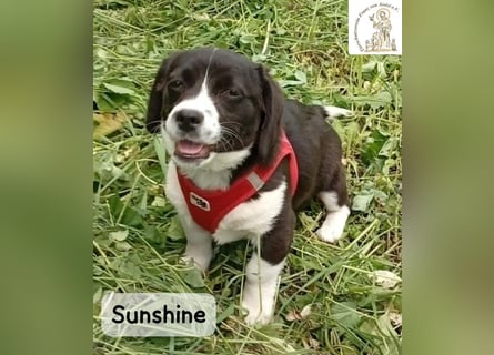 Sunshine – ein kleines Lächeln auf vier Pfoten!