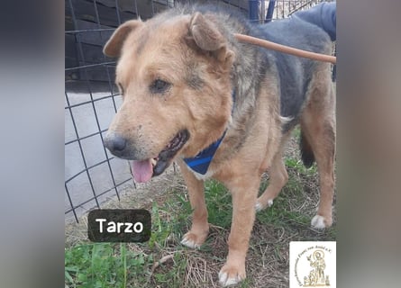 Tarzo – Ein Herz voller Jahre, das Ruhe verdient!