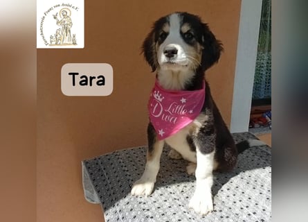 Tara – jemanden zum Bleiben finden, das wäre schön!