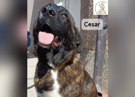 Cesar – ein großer Junge mit Honig im Herzen!