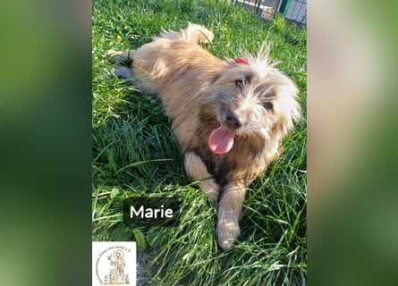 Marie – zu süß für diese Welt, aber kein bisschen aus Zucker!
