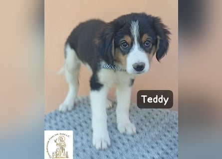 Teddy – talentiert in Kuscheln, Spielen und Unsinn machen!