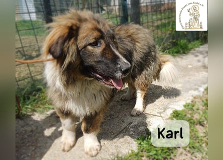 Karl – ein echtes Unikat auf vier Pfoten!