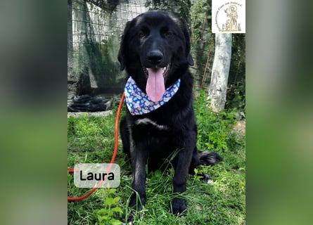 Laura sucht ihre Menschen – und zwar für ein ganzes Hundeleben!