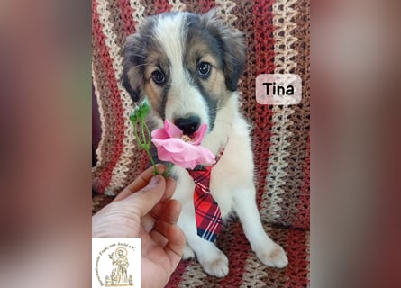 Tina – Manchmal braucht das Glück nur ein kleines Körbchen!