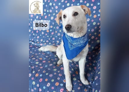 Bilbo – verliebt ins Leben und bereit für dich!