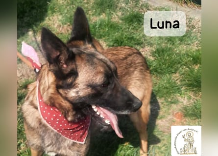Luna – Köpfchen, Power und definitiv Pfeffer im Hintern!