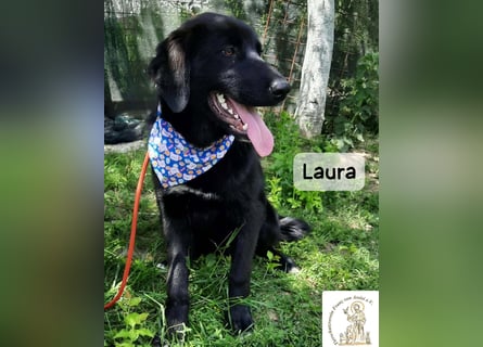 Laura sucht ihre Menschen – und zwar für ein ganzes Hundeleben!