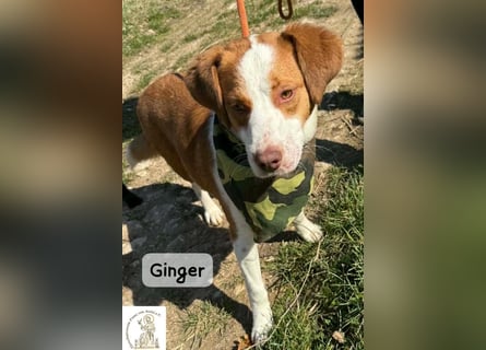 Ginger – vom Straßenabenteurer zum Kuschelprofi!