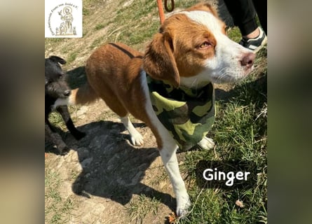 Ginger – vom Straßenabenteurer zum Kuschelprofi!