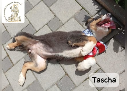 Tascha – heute wäre ein guter Tag, um ein Zuhause zu finden!