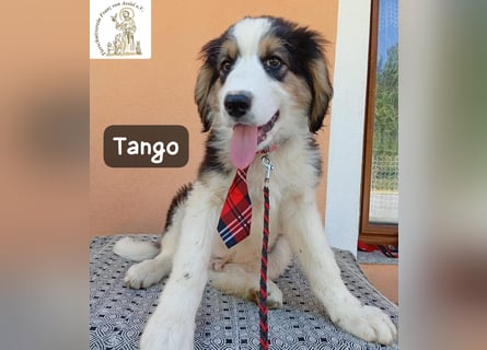 Tango – die Welt ist groß – aber ein Zuhause ist das Größte!