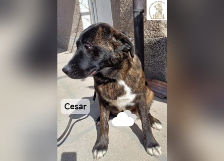 Cesar – ein großer Junge mit Honig im Herzen!