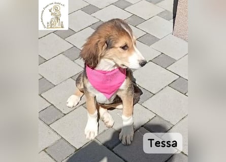 Tessa – manche Schätze findet man auf vier Pfoten!