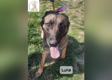 Luna – Köpfchen, Power und definitiv Pfeffer im Hintern!