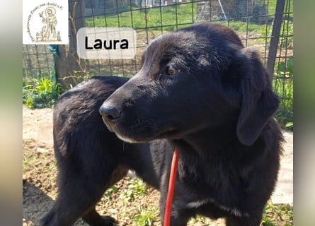 Laura sucht ihre Menschen – und zwar für ein ganzes Hundeleben!