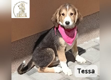 Tessa – manche Schätze findet man auf vier Pfoten!