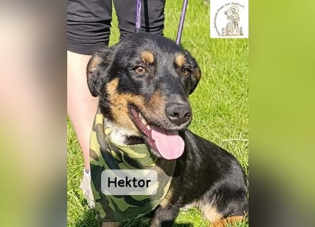 Hektor – mittendrin statt brav daneben!