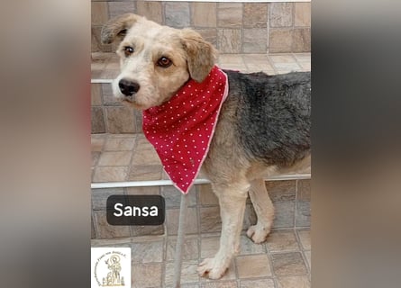 Sansa – der Neuanfang steht ihr einfach gut!