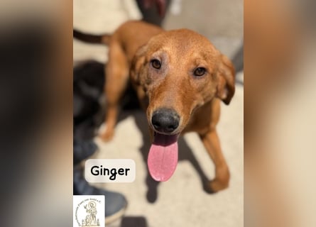 Ginger – wenn aus einem Funken ein kleines Feuerwerk wird!