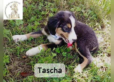 Tascha – heute wäre ein guter Tag, um ein Zuhause zu finden!