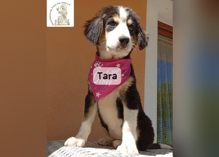 Tara – jemanden zum Bleiben finden, das wäre schön!