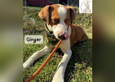 Ginger – vom Straßenabenteurer zum Kuschelprofi!