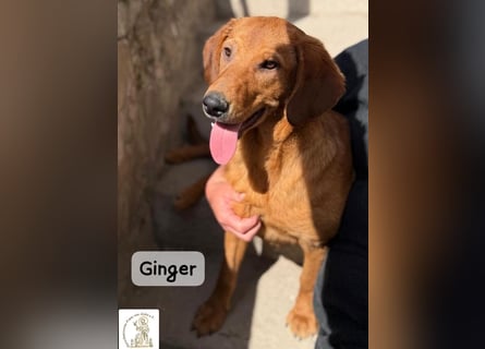 Ginger – wenn aus einem Funken ein kleines Feuerwerk wird!