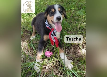 Tascha – heute wäre ein guter Tag, um ein Zuhause zu finden!