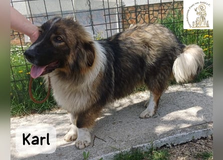 Karl – ein echtes Unikat auf vier Pfoten!