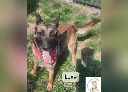 Luna – Köpfchen, Power und definitiv Pfeffer im Hintern!