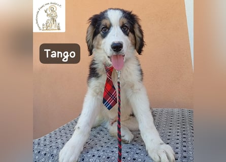 Tango – die Welt ist groß – aber ein Zuhause ist das Größte!