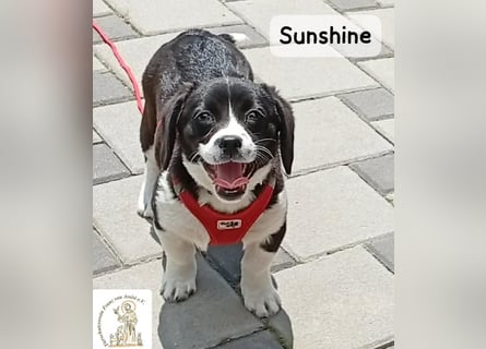 Sunshine – ein kleines Lächeln auf vier Pfoten!