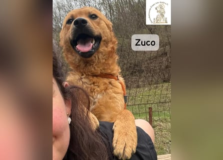 Zuco – jung, klug, charmant – und ziemlich bereit fürs Zuhause!