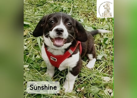 Sunshine – ein kleines Lächeln auf vier Pfoten!