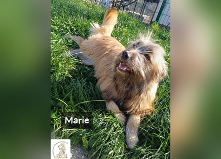 Marie – zu süß für diese Welt, aber kein bisschen aus Zucker!