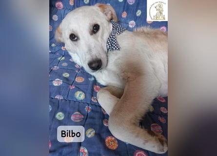 Bilbo – verliebt ins Leben und bereit für dich!