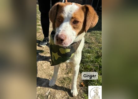 Ginger – vom Straßenabenteurer zum Kuschelprofi!