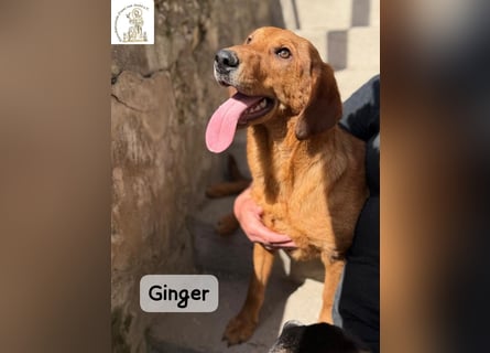 Ginger – wenn aus einem Funken ein kleines Feuerwerk wird!