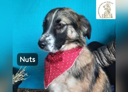Nuts – leise beginnen, gemeinsam stärker werden!