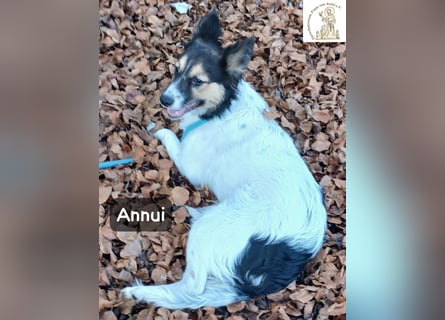 Annui – einmal gesehen, für immer im Kopf!