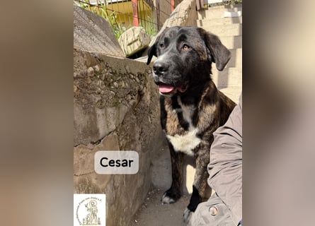 Cesar – ein großer Junge mit Honig im Herzen!