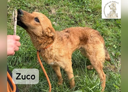 Zuco – jung, klug, charmant – und ziemlich bereit fürs Zuhause!