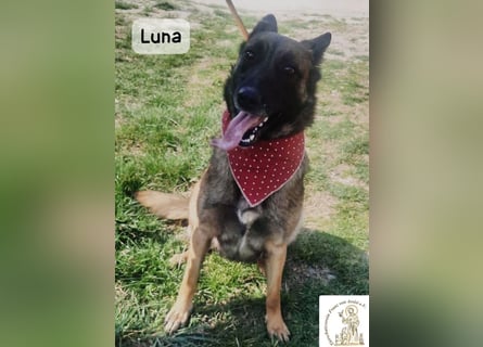 Luna – Köpfchen, Power und definitiv Pfeffer im Hintern!