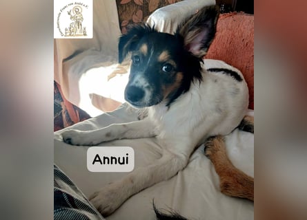 Annui – einmal gesehen, für immer im Kopf!