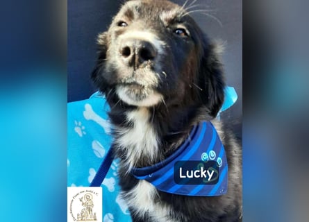Lucky – kleiner Forscher auf vier Pfoten!